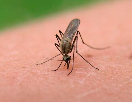 Sandflies in New Zealand: the Milford menace and what you can do about them